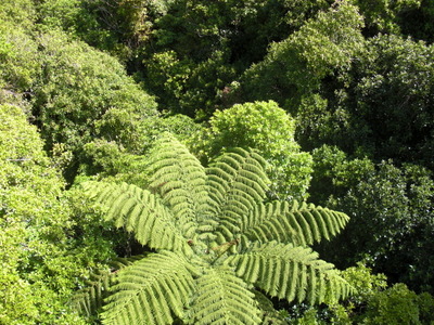 fern